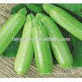 Hybrid Squash seeds for growing-Smith